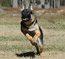 Running after her ball. Strong ball drive is essential in SchH training.