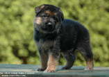 German Shepherd puppy Igor