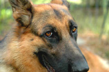 German Shepherd for adoption