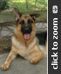 German Shepherd for adoption