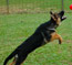 German Shepherd puppy Fanta plays with a ball at 3.5 months old.