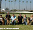 With VP3 Jessy and her littermates, at 2008 USA Sieger Show in San Francisco