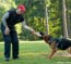 German Shepherd Schutzhund training