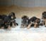 Kennels von Lotta A and B litters - puppy room