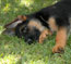 VA1 Vegas du Haut Mansard puppy, imported from Germany