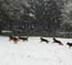 German Shepherds having fun in the snow