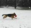 German Shepherds having fun in the snow