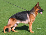 German Shepherd type: German show bloodlines example