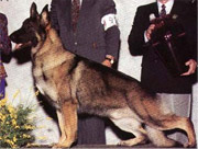 German Shepherd dog type: American show bloodlines example