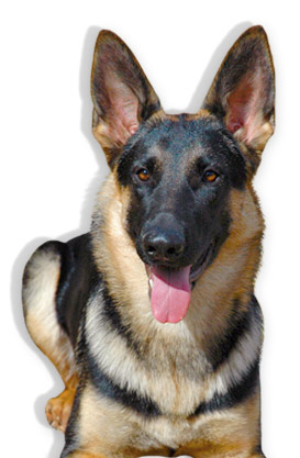Handra's pedigree combines the best working dogs of Germany and Belgium