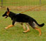 Powerful and floating gait of a working dog