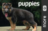 German Shepherd puppies Gallery