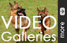Our German Shepherd Dogs Videos