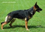 Handra vom Alyeska - a great working dog with very nice structure