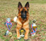Nemka and her trophies - at just 18 months old!