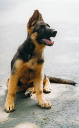 A German Shepherd puppy is easy to housetrain