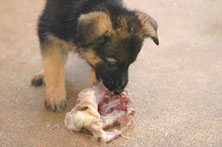 German Shepherd puppy eating chicken back
