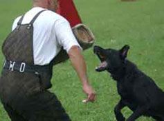 young black GSD trying to catch the sleeve