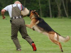 Show line GSD is trained by escaping helper