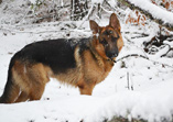 German Shepherd puppy Nico